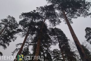 Минлесхоз Пензенской области переходит на усиленный режим патрулирования
