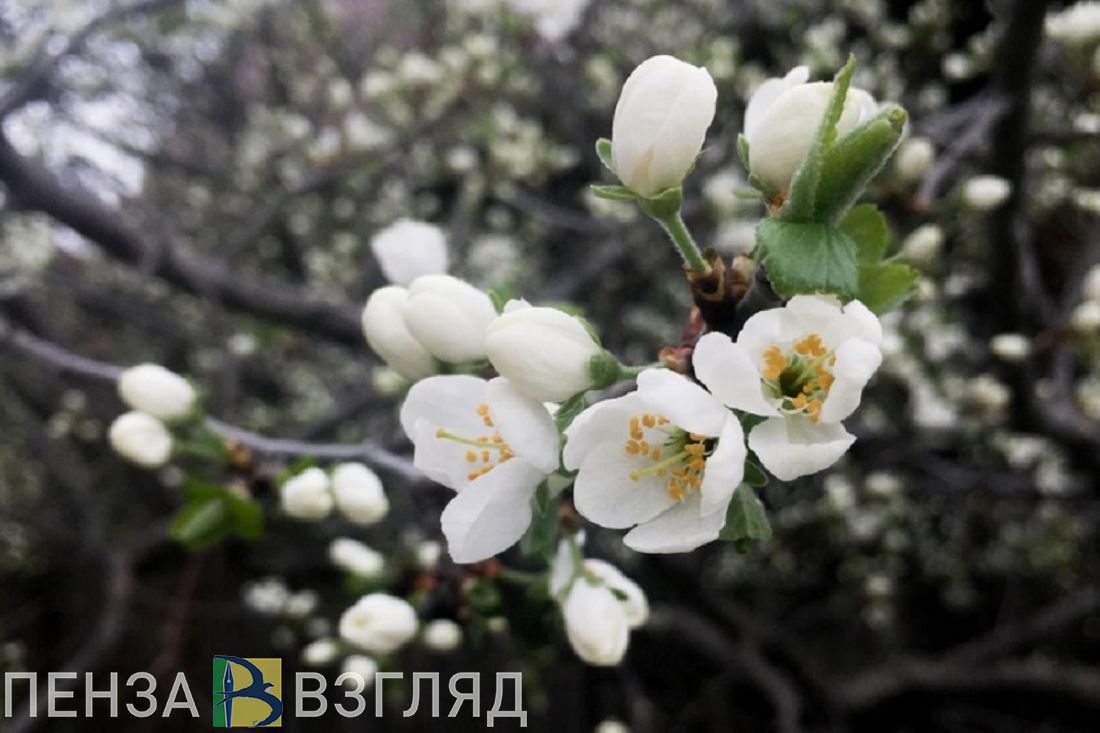 До +24 градуса ожидается в Пензенской области 30 апреля