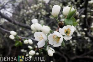 До +24 градуса ожидается в Пензенской области 30 апреля
