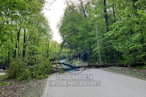 Пензенцы сообщили о двух рухнувших деревьях