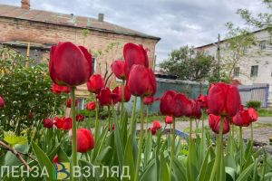 До 24 градусов прогнозируется в Пензенской области 4 мая