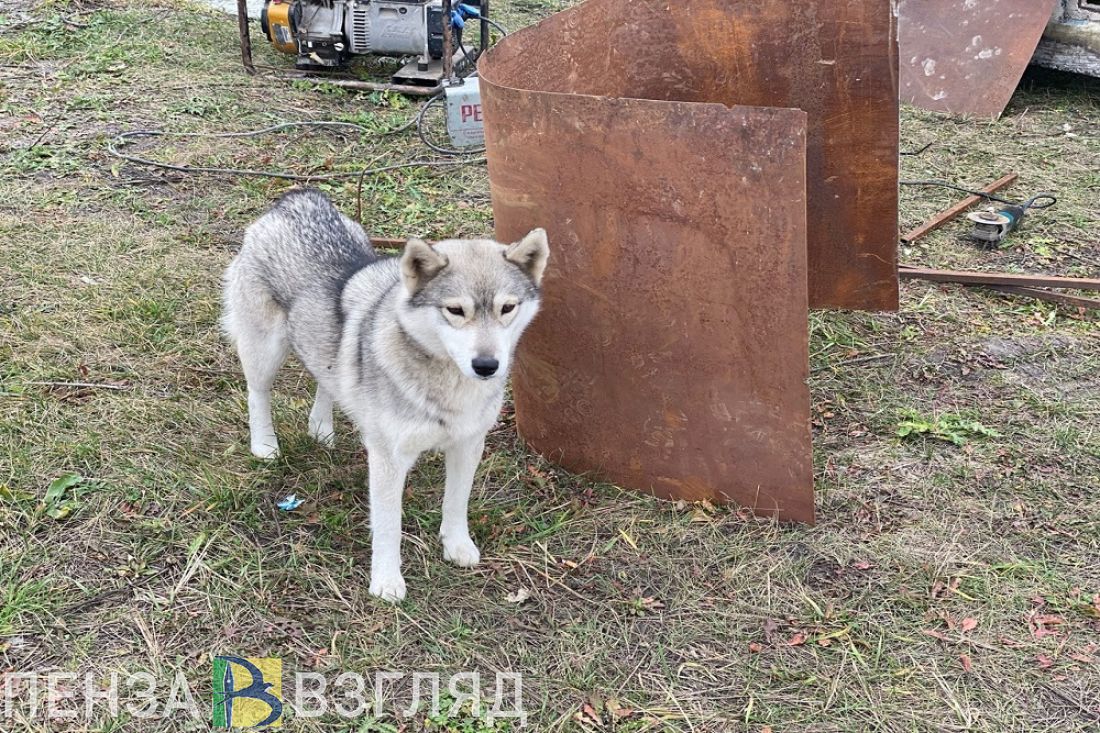 Поздно ночью в Пензе семь собак атаковали автомобиль