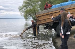 В Сурское водохранилище запустили 6,5 тысяч штук молоди толстолобика