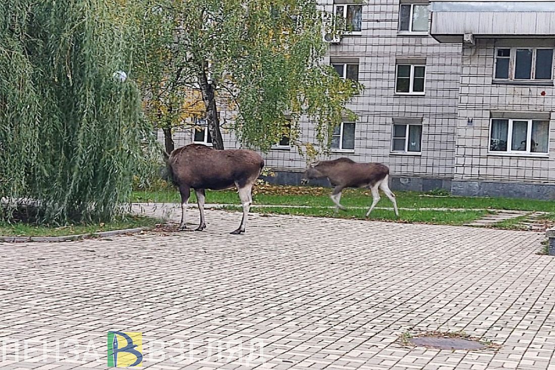 В Пензе помогли лосихе