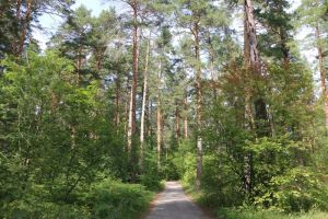 В Пензе появился новый памятник природы