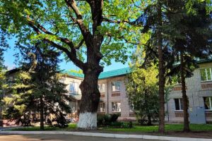 Пензенцев призвали проголосовать за дуб в конкурсе на звание главного дерева страны