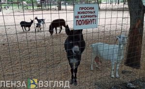 Режим работы Пензенского зоопарка изменился (0+)