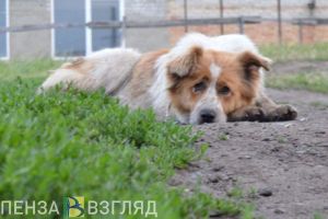 Администрация Каменского района не выполняла требования по отлову бездомных собак