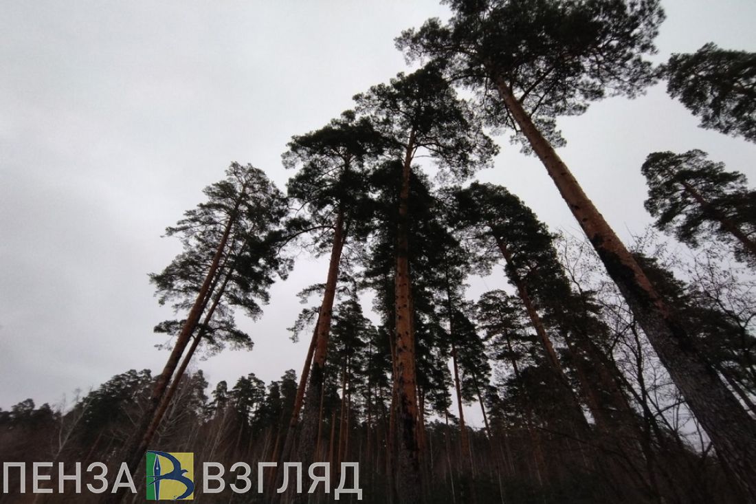 С начала сезона в Пензенской области ликвидировано 15 лесных пожаров