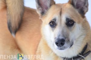 Пензенцам рассказали о предложении ввести новые штрафы для хозяев домашних животных