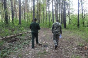 В Пензенской области государственные лесные инспекторы провели 357 рейдов с конца апреля