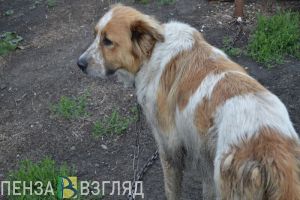 В Пензенской области продолжается работа по стерилизации беспородных собак