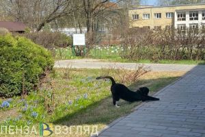 Пензенцы узнали о прогнозе Вильфанда по поводу потепления