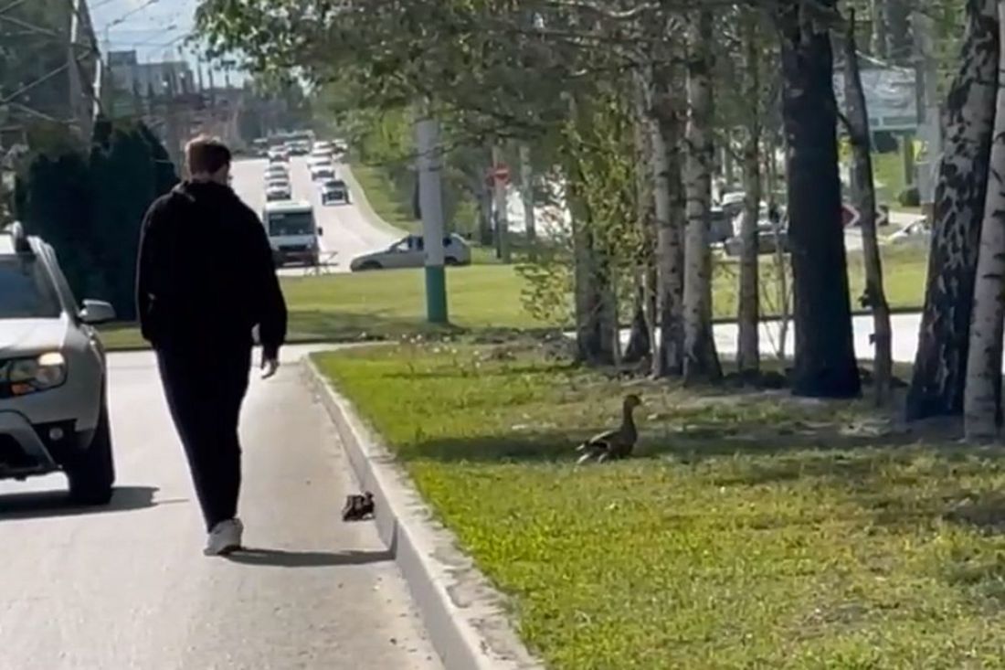 На видео попало, как пензенец помог утятам пересечь оживленную дорогу
