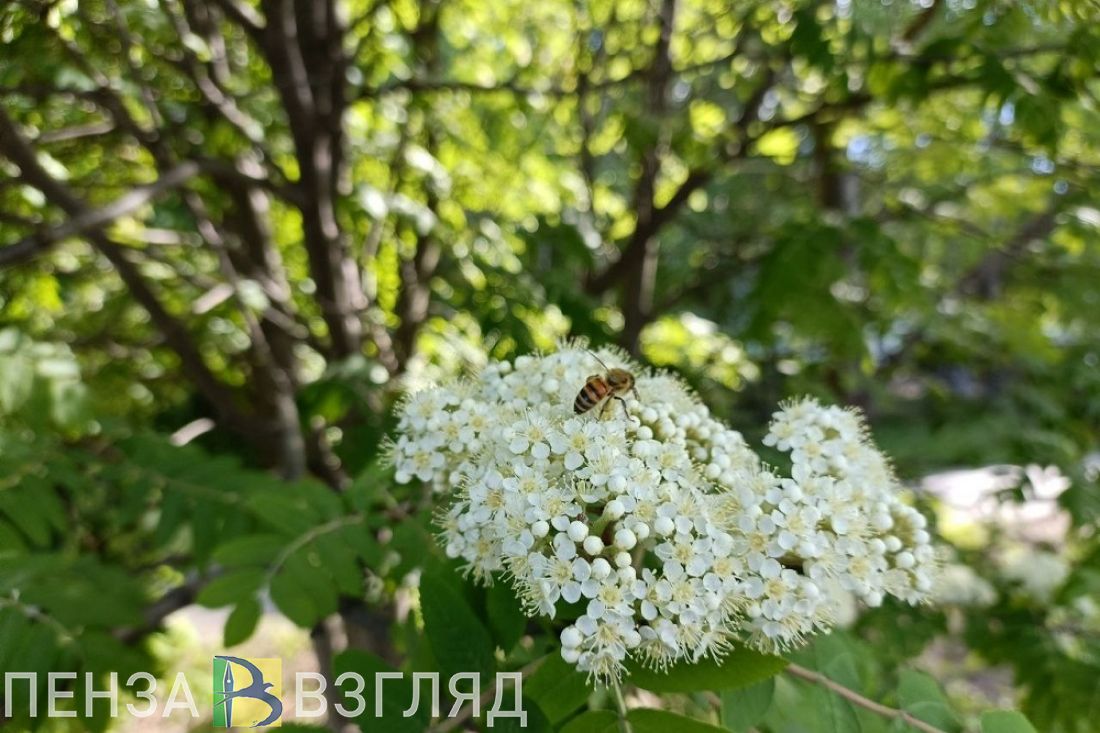 В Пензенской области «на дежурство заступит» антициклон