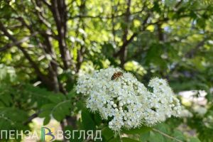 В Пензенской области «на дежурство заступит» антициклон