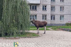 В Пензенской области прошла неделя смертельных для лосей аварий