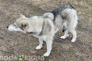 Пензенцам стало известно о планируемом увеличении штрафов за жестокое обращение с животными