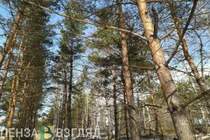 В Мокшанском районе мужчина незаконно срубил деревья