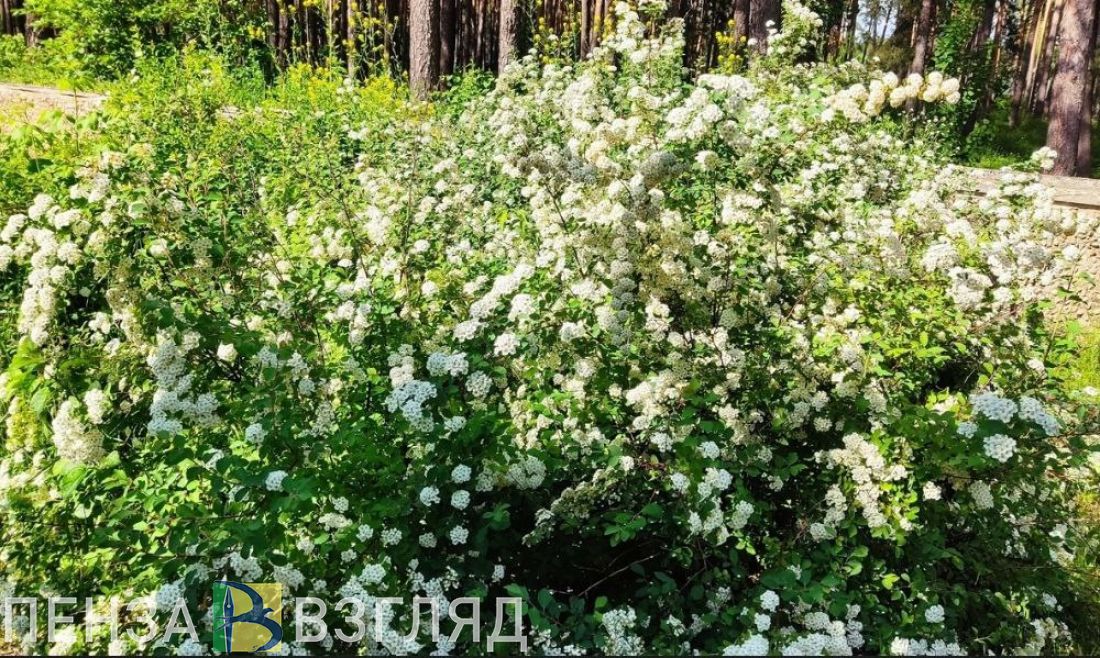 Зареченцам рассказали, когда завершится благоустройство сквера «Юбилейный»