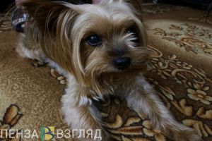 Пензенцы узнали о планируемых штрафах за выброшенных домашних животных