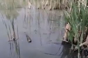 Пензенский Минлесхоз подтвердил факт загрязнения Безымянного ручья