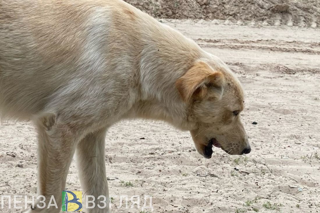 В Кузнецком районе на ребенка напала бездомная собака