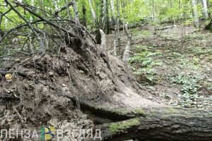 С 26 по 28 мая в Пензенской области сохранится высокая пожарная опасность лесов