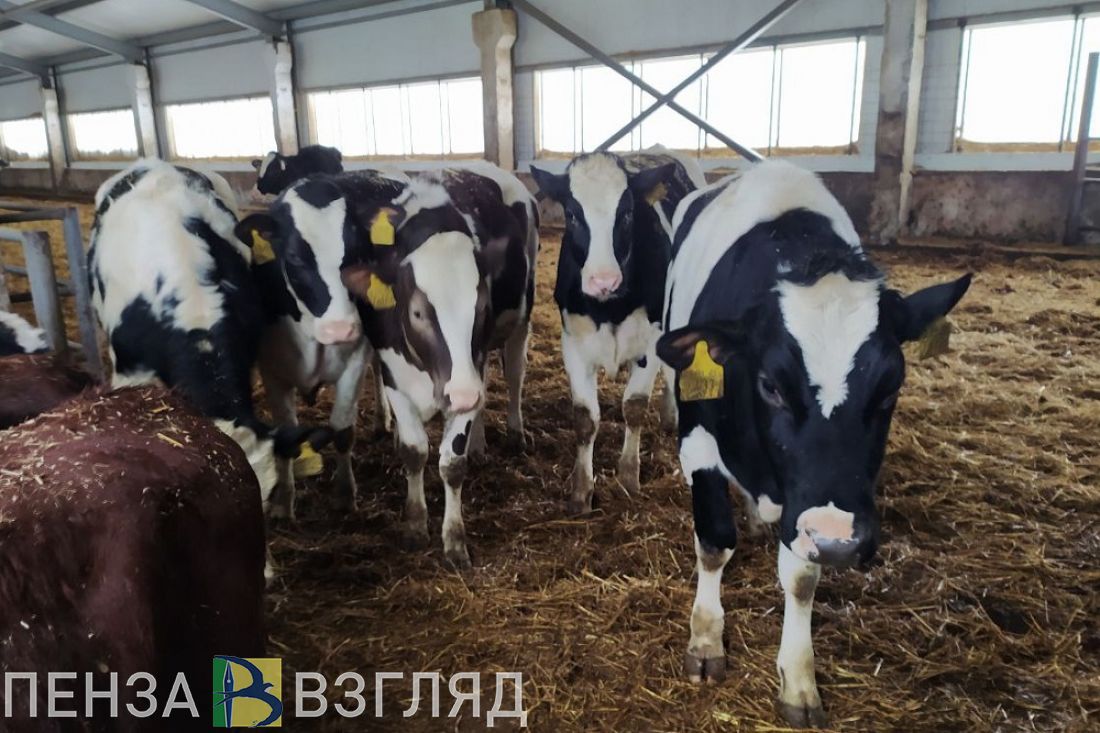 В Каменском районе выявили эпизоотический очаг по бруцеллезу