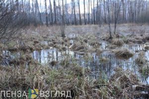 Двух жителей Пензенской области затянуло в болото