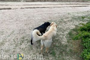 Пензенцам рассказали, что в законодательстве о бездомных животных не будет эвтаназии