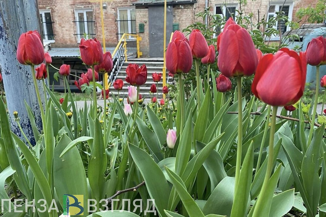 Летом улицы в Заречном украсят более 148 000 цветов