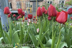 Летом улицы в Заречном украсят более 148 000 цветов