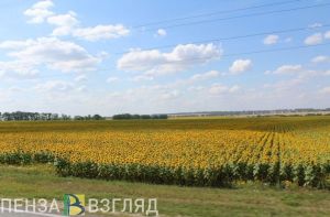 Утверждены правила обеспечения плодородия пензенских сельскохозяйственных земель