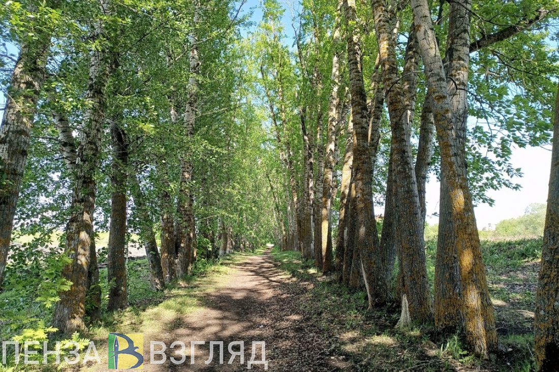В Пензенской области 3 июня может потеплеть до 28 градусов