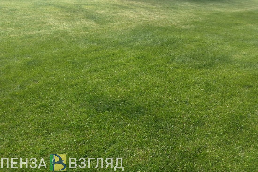 В Пензенской области 211 детей пострадали от укусов клещей