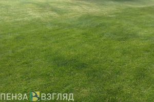 В Пензенской области 211 детей пострадали от укусов клещей