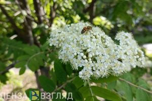 В понедельник 5 июня пензенцев ждет солнечная погода