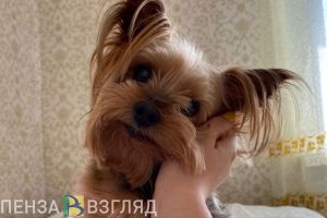 Пензенцев будут штрафовать за выброшенных питомцев и укусы животных