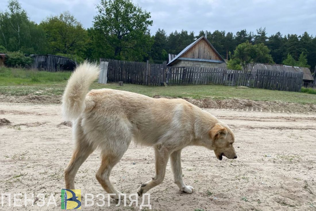 Пензенцы заплатят штрафы за выброшенных на улицу животных