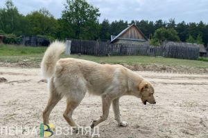 Пензенцы заплатят штрафы за выброшенных на улицу животных