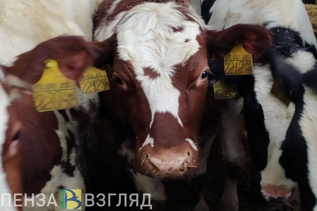 В Пензенской области застрахованы около 14 миллионов голов сельскохозяйственных животных
