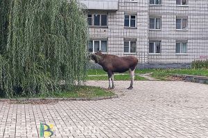 В Тамалинском районе браконьеры незаконно добыли лося