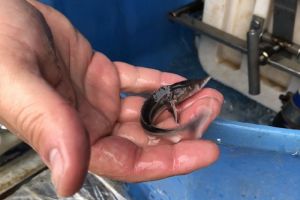 В Пензенской области в Сурское водохранилище выпустили около 20 000 штук молоди стерляди