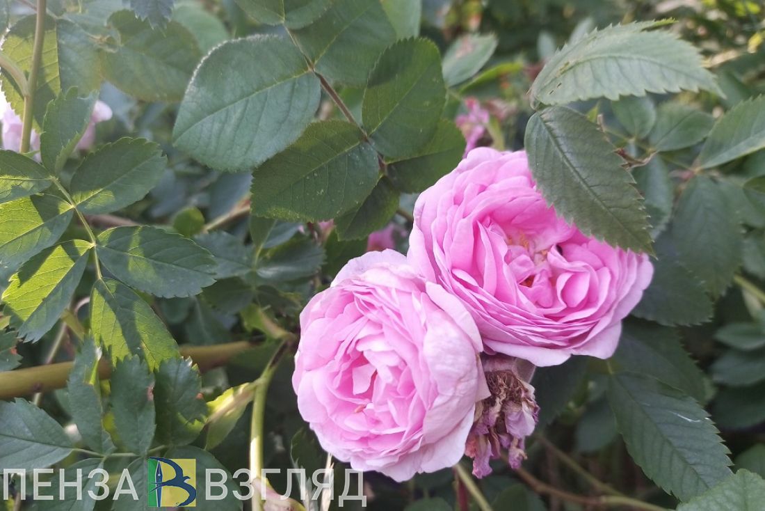Синоптики рассказали, какую погоду на выходных пензенцам принесет антициклон