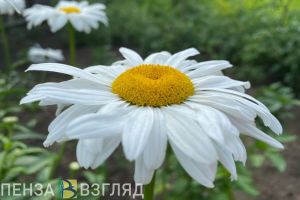 Жителей Пензенской области предупредили о жаре 17 июня