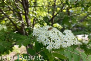18 июня в Пензенской области ожидается 25 градусов тепла