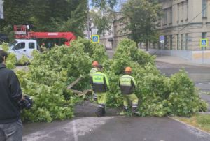 В Пензе коммунальщики убрали дерево с дороги на ул. Лермонтова