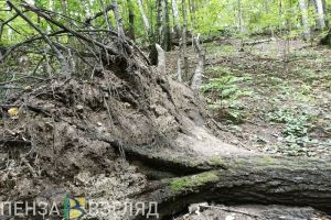 К лесорубам в Пензенской области вышел медведь