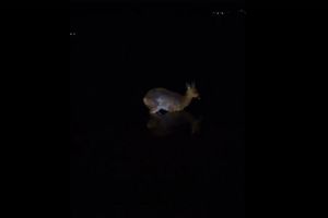Пензенские рыбаки ночью повстречали косулю